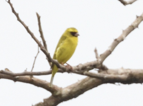 Western Citril (Crithagra frontalis), photo 3