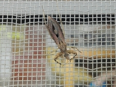 Oncocephalus validispinis