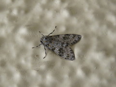Eucereon myrina
