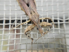 Oncocephalus validispinis