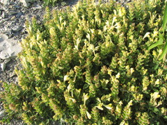 Scutellaria novorossica