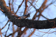 Cyanocitta cristata bromia