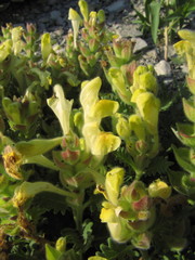 Scutellaria novorossica