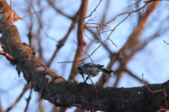 Cyanocitta cristata bromia
