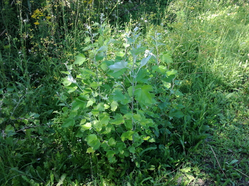 platanovité (Platanaceae)