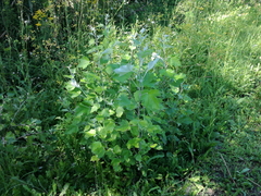 Platanaceae