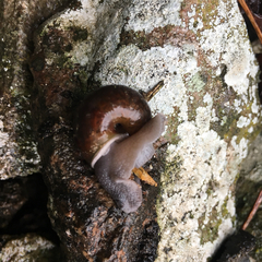 Helminthoglypta umbilicata