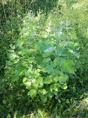 Platanaceae