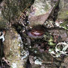 Helminthoglypta umbilicata