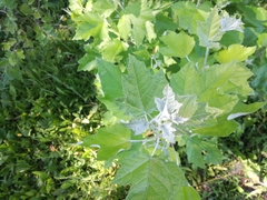 Platanaceae