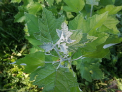 Platanaceae