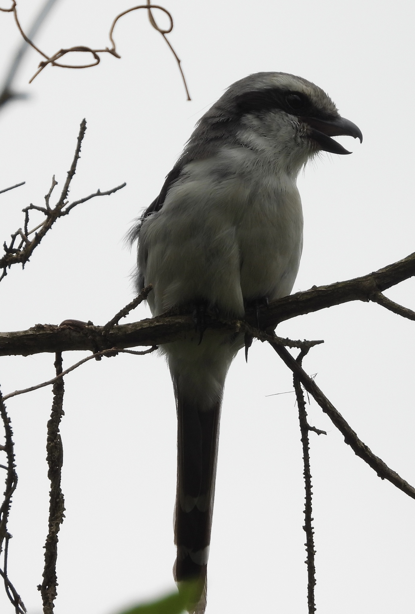 Mackinnon's Shrike (Lanius mackinnoni), photo 4