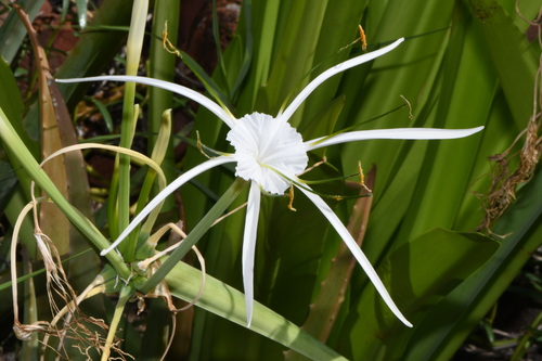 Perfumed Spiderlily (Hymenocallis latifolia)