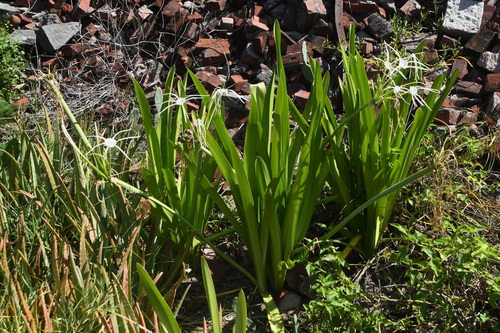 Hymenocallis latifolia, photograph 3