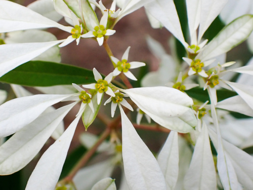 Euphorbia leucocephala