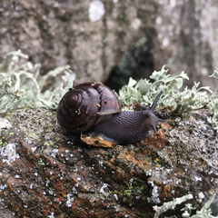 Helminthoglypta umbilicata