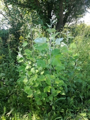 Platanaceae