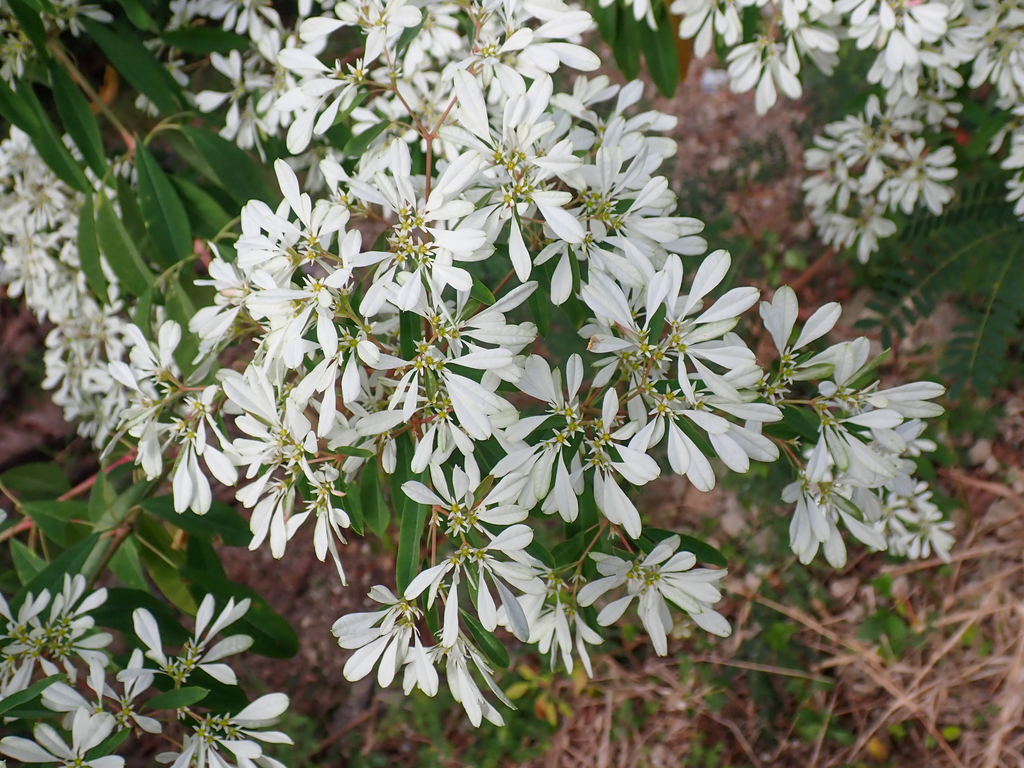 Euphorbia leucocephala