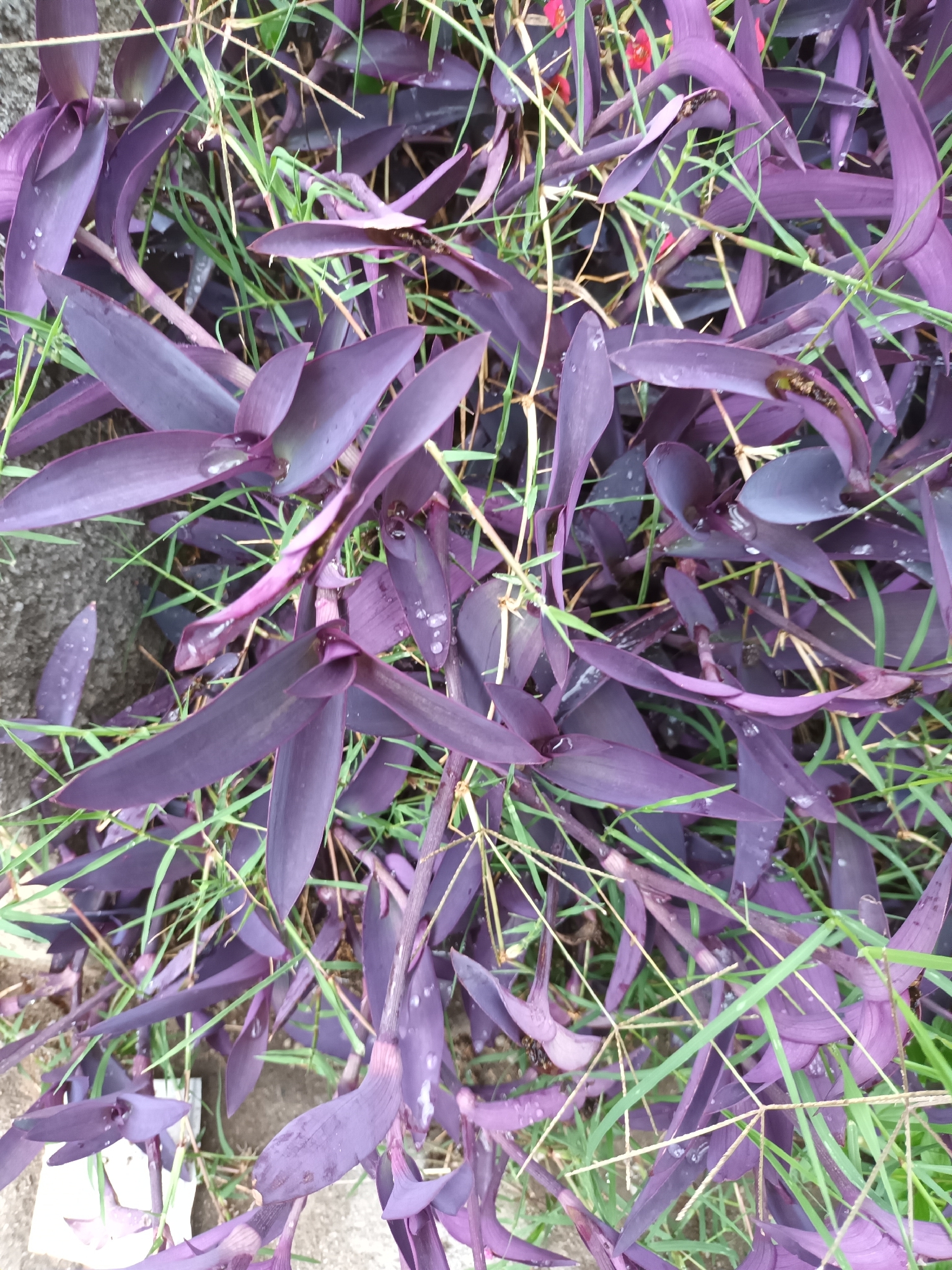 Tradescantia pallida