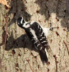 Dryobates villosus villosus