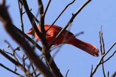 Cardinalis cardinalis cardinalis