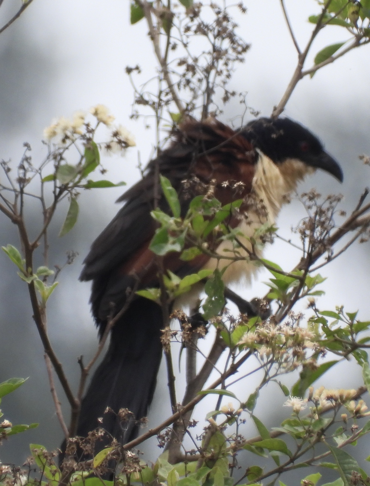 Blue-headed Coucal (Centropus monachus), photo 7