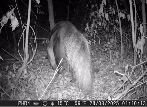 Giant Anteater