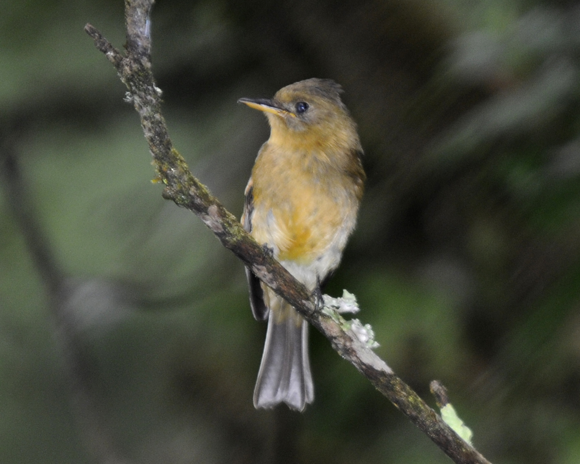 Ochraceous Pewee (Contopus ochraceus), photo 5