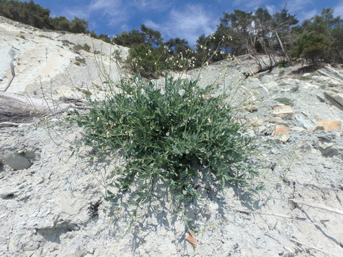 Silene crispata