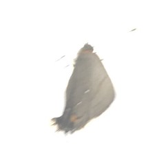 Electrostrymon angelia