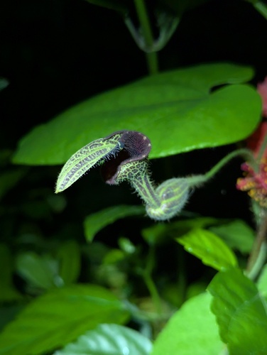 Aristolochia pilosa, photograph 6