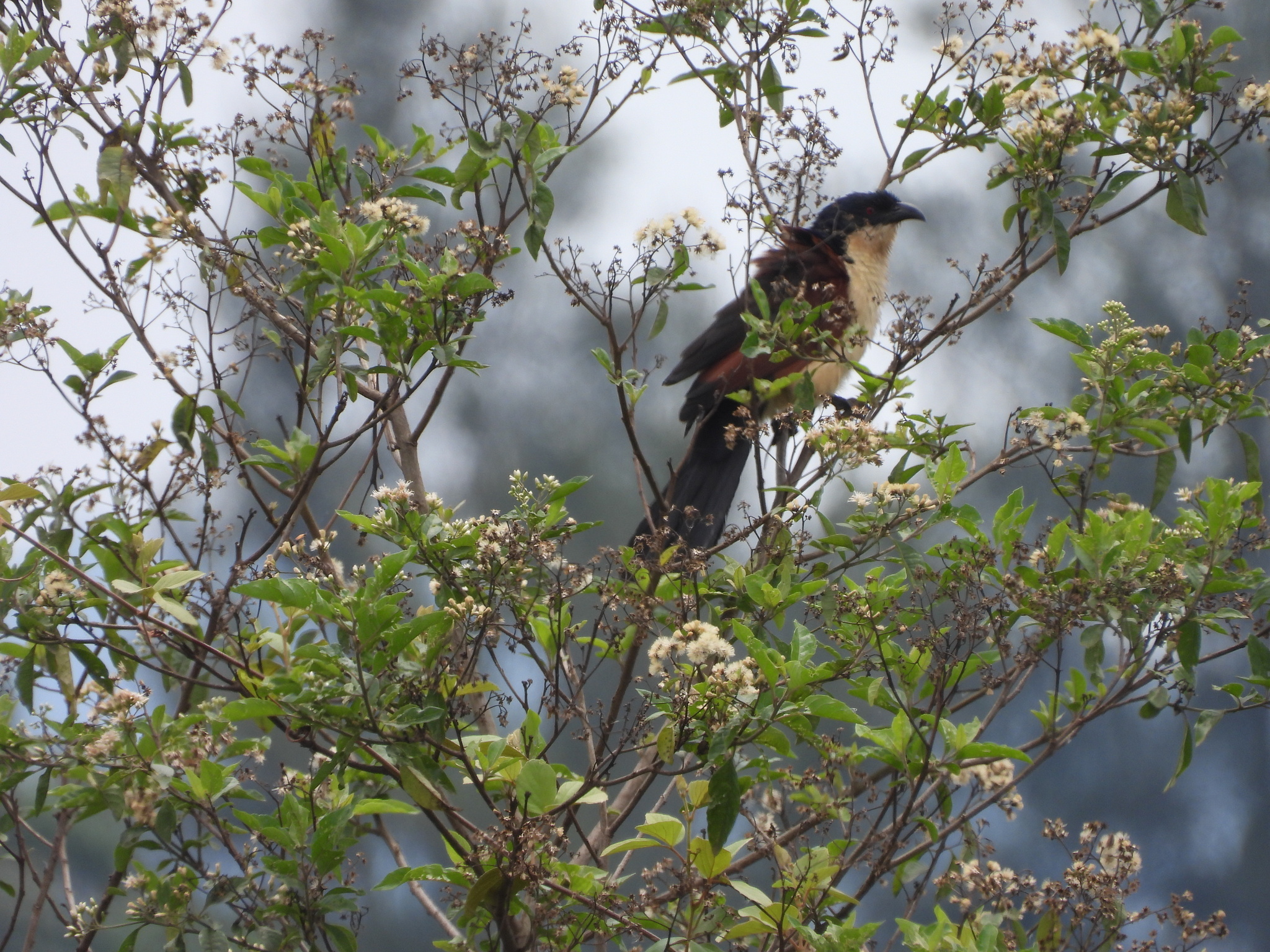 Blue-headed Coucal (Centropus monachus), photo 8