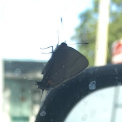 Electrostrymon angelia