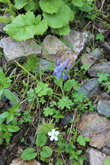 Corydalis emanueli