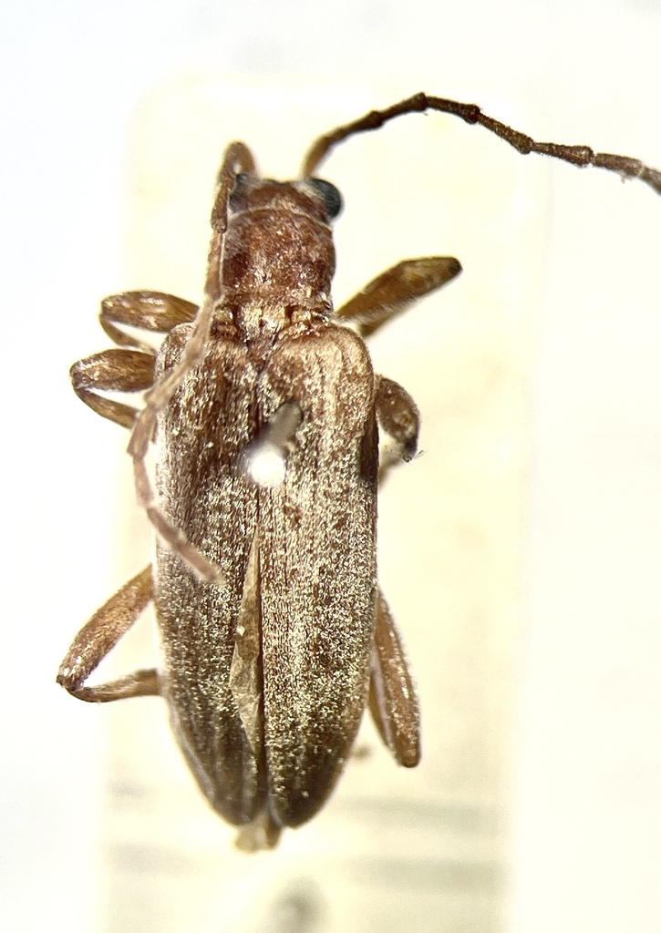 Donacia microcephala