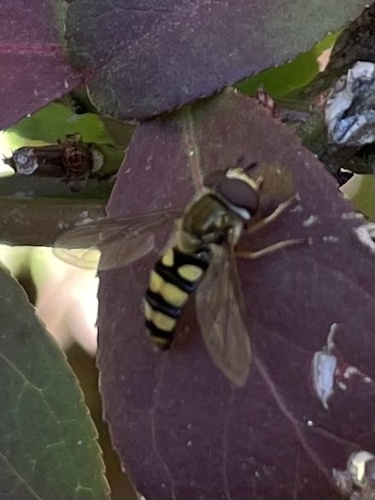 Unknown species found near Stony Brook University, Stony Brook, NY, US