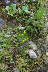 Draba scabra