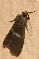 Elegia similella