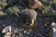 Eriosyce curvispina