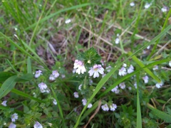 Euphrasia wettsteinii