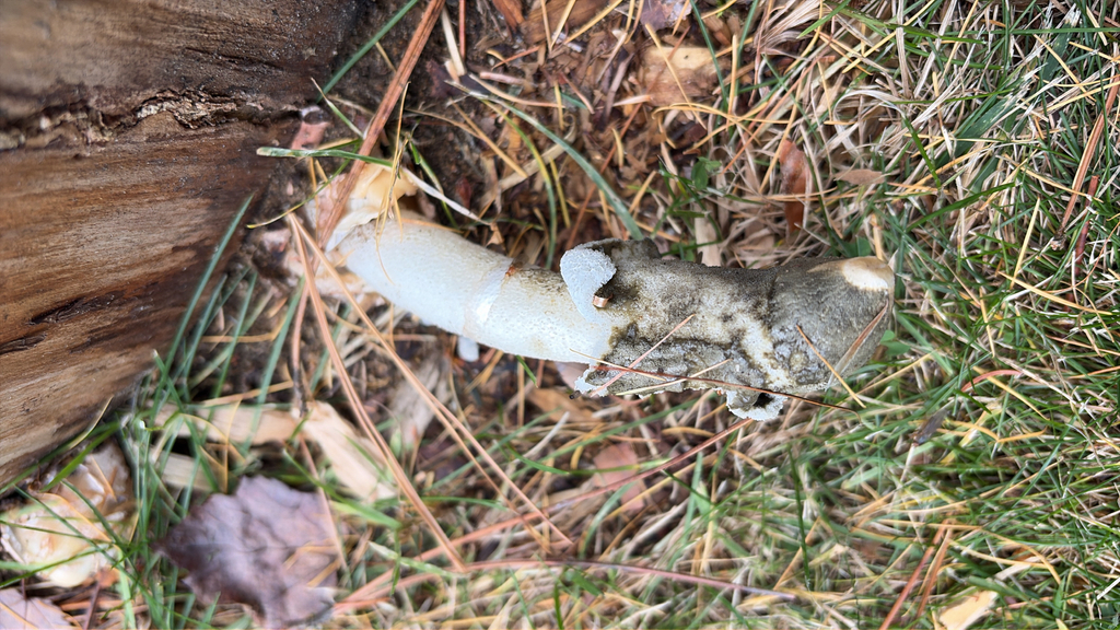 Phallus ravenelii