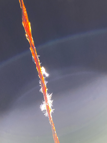 Oliarus polyphemus observed 2025-10-21