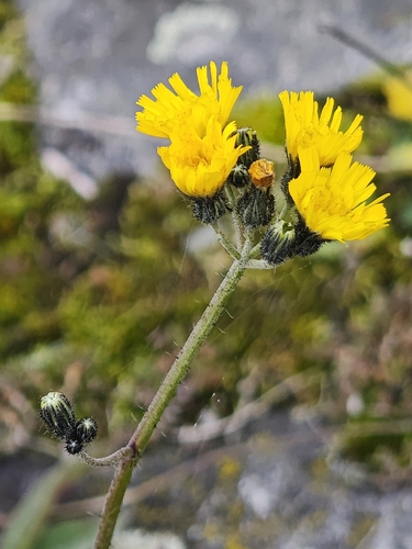 Hieracium piloselloides