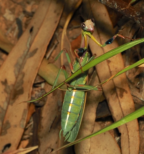 Orthodera marginata (Orthodera marginata)