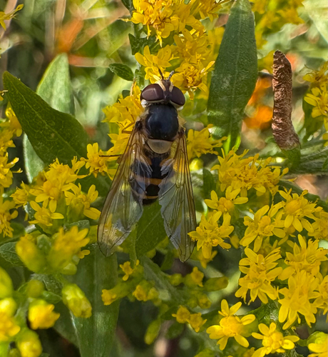 Unknown species found near Westchester County, US-NY, US