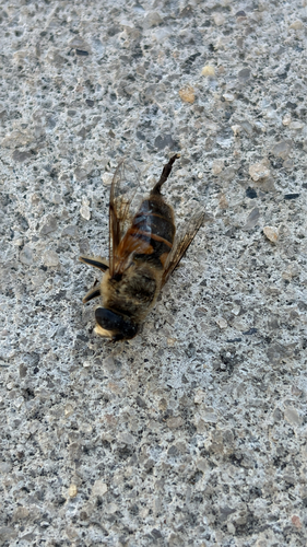 Unknown species found near Skymont Dr, Holly Springs, NC, US