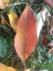Magnoliopsida