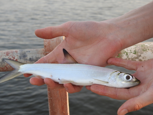 West African ladyfish (Elops lacerta) — Elopidae
