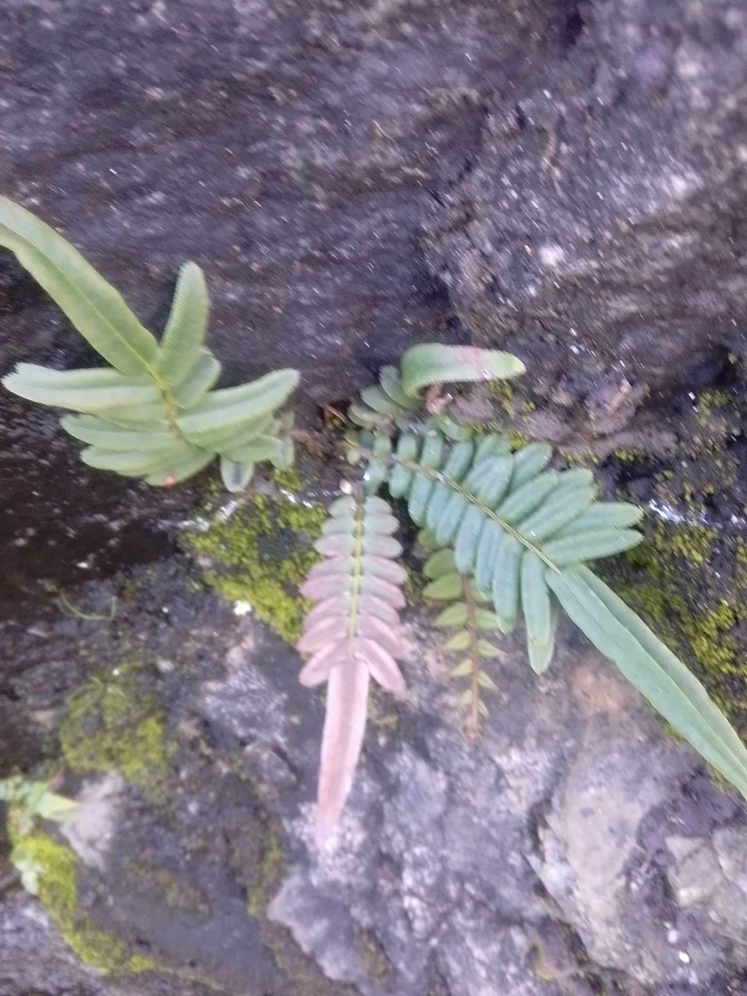 Pteris vittata