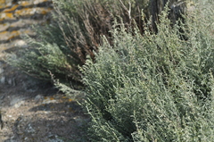 Artemisia maritima